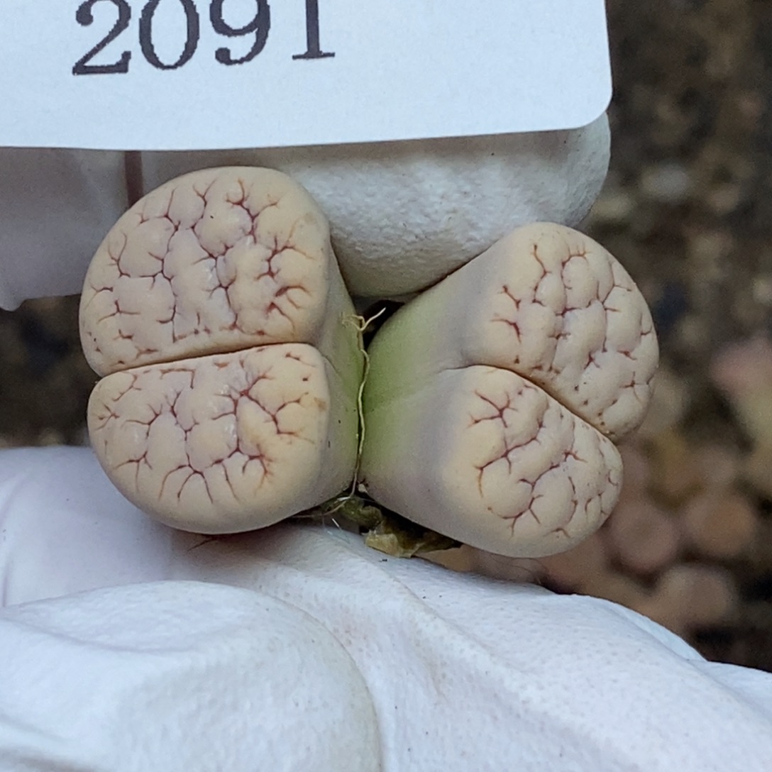 2091。零下拍保温.18包邮.当天凑哦