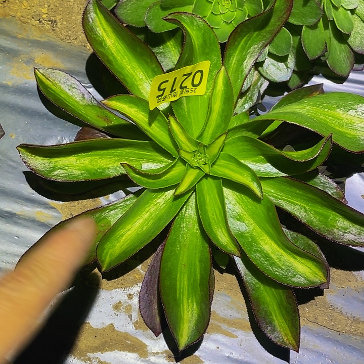 0215魅影中班多肉植物