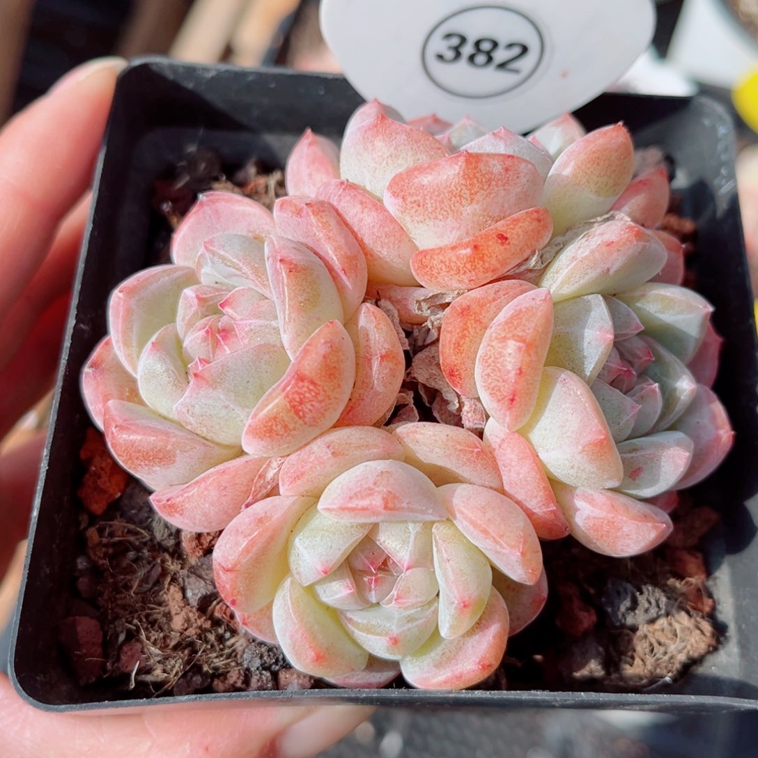 382号小老桩浮玉群