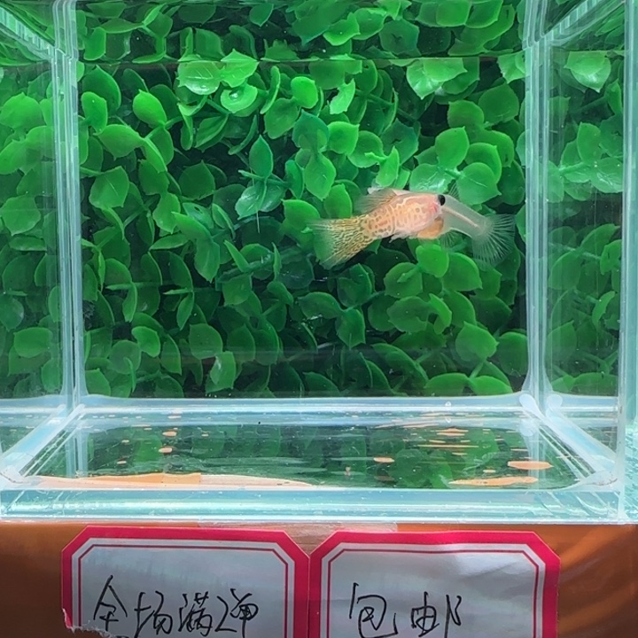 孔雀鱼7黄蕾丝玻璃猫