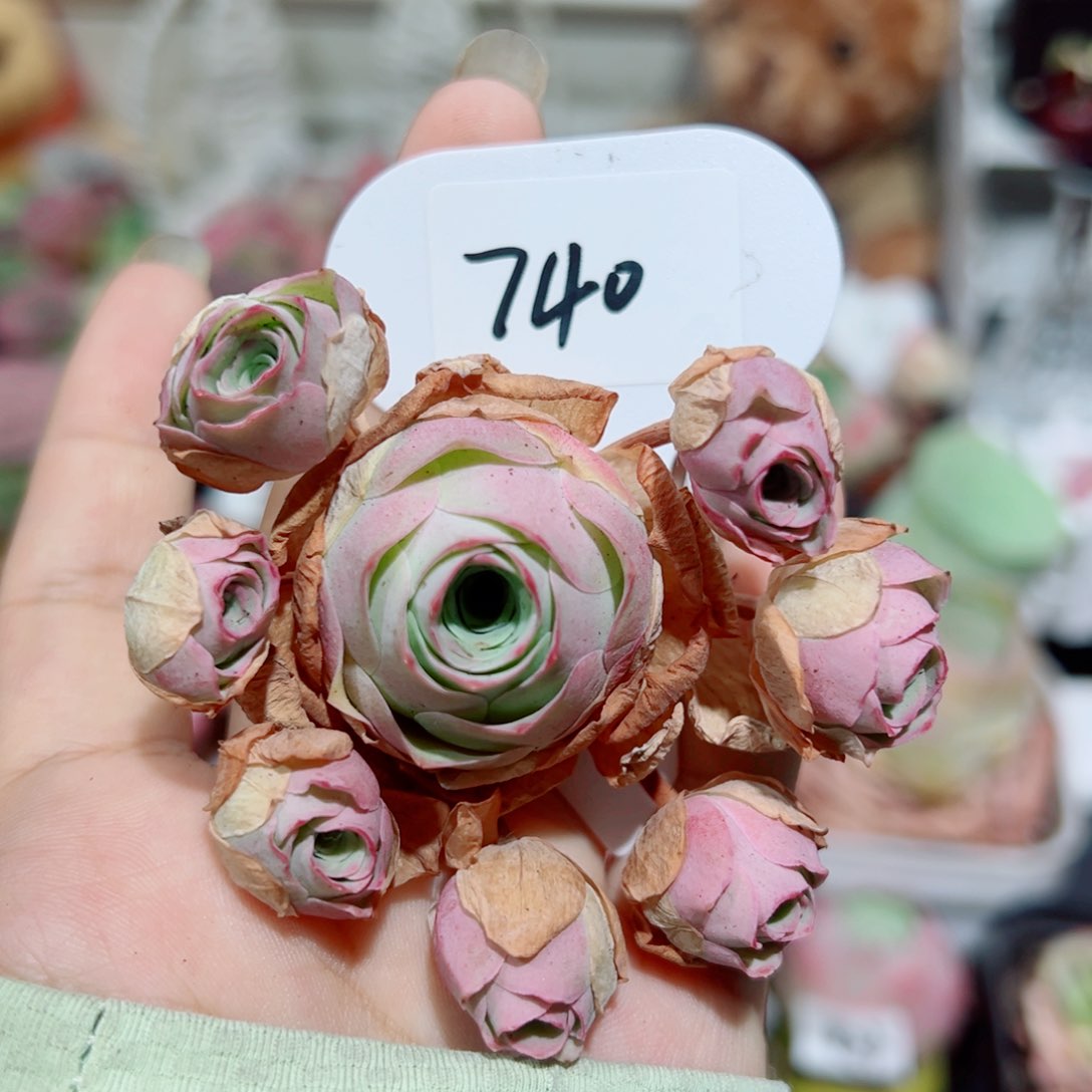 740水蜜桃飘枝群。    