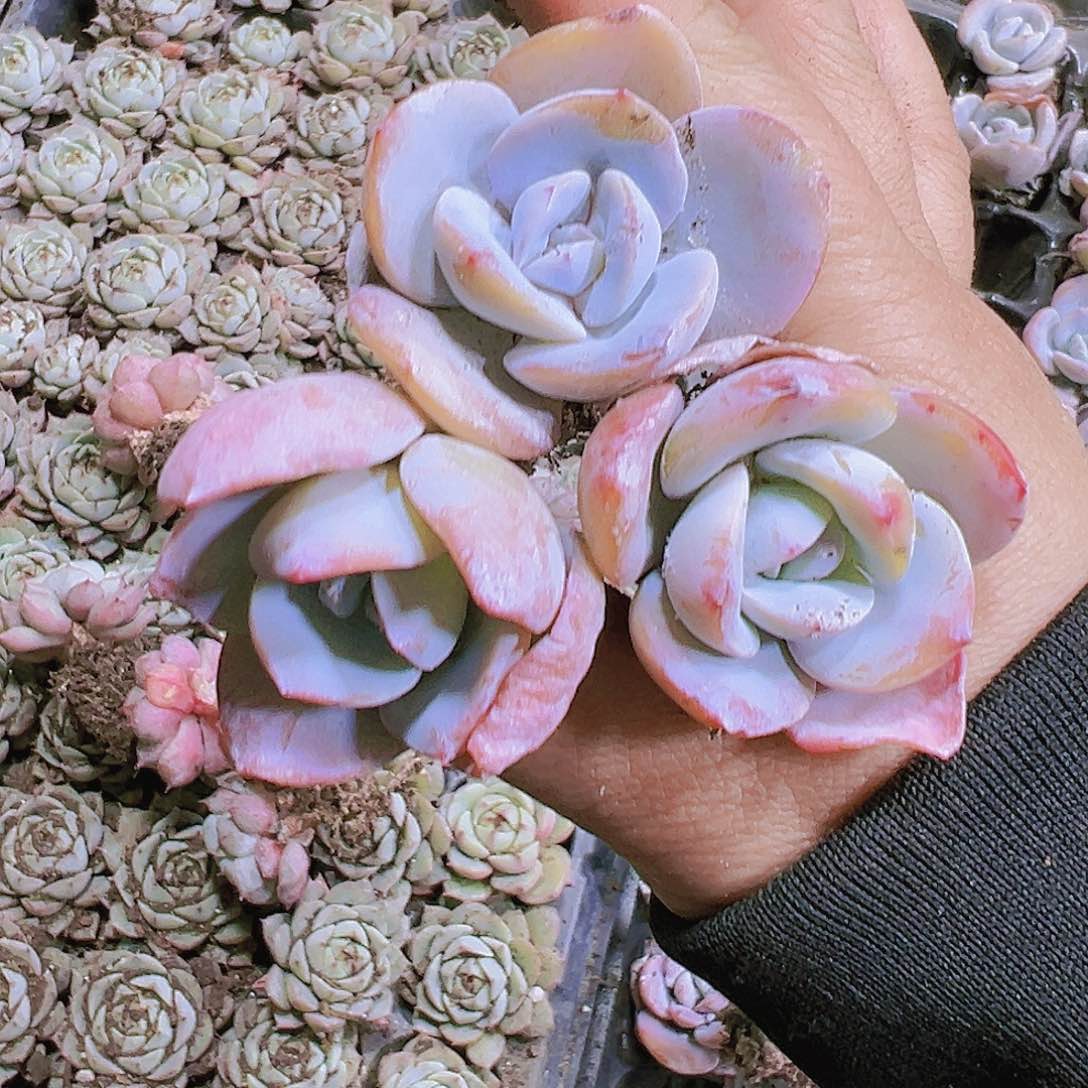 穴盘老奶茶5个19包邮