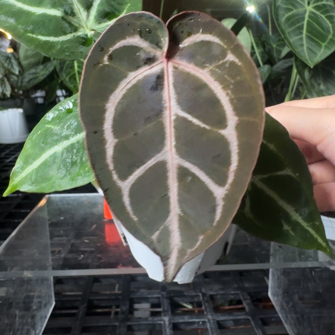 完全开放P41红水晶杂银色闪光