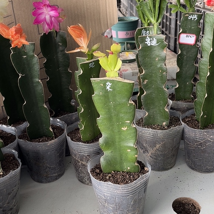 用***2当前无花朵，栽培后可花朵小杂色