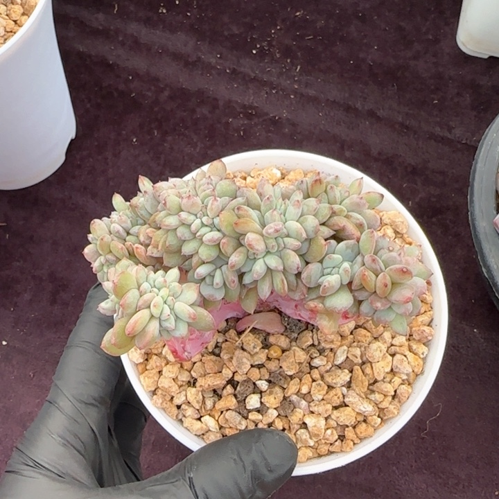 9厘米左右一物一拍的