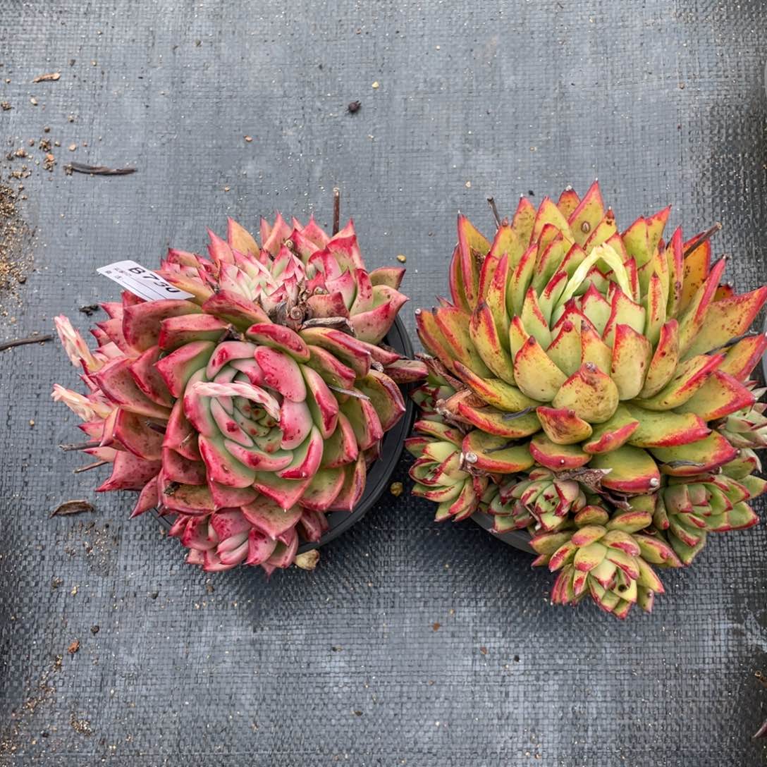 无花朵若如东云组拍B730