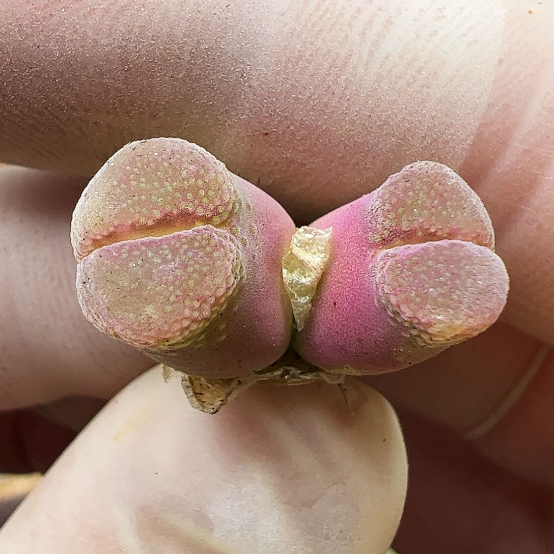 双头粉红女郎一颗……………………