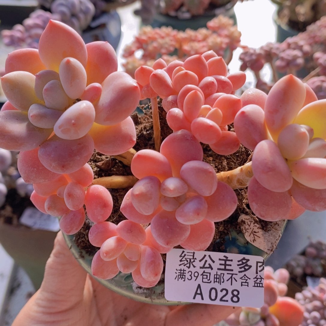 樱花洛神12cm028多肉酱 