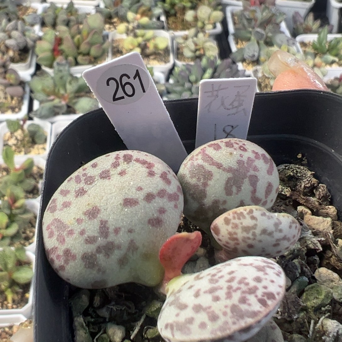 老桩多头花蛋多肉261