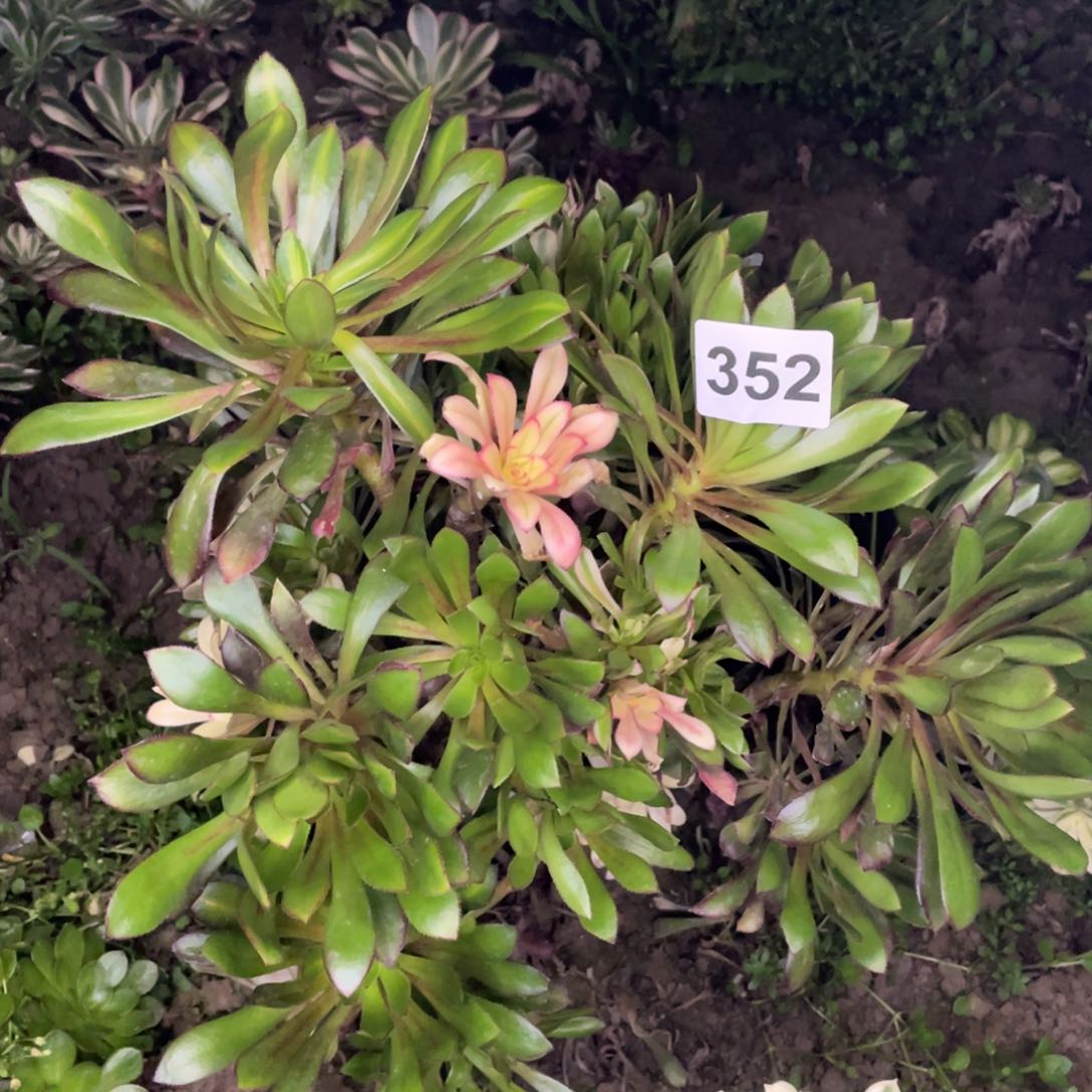 352号灰法是七彩母本便宜处理不售后