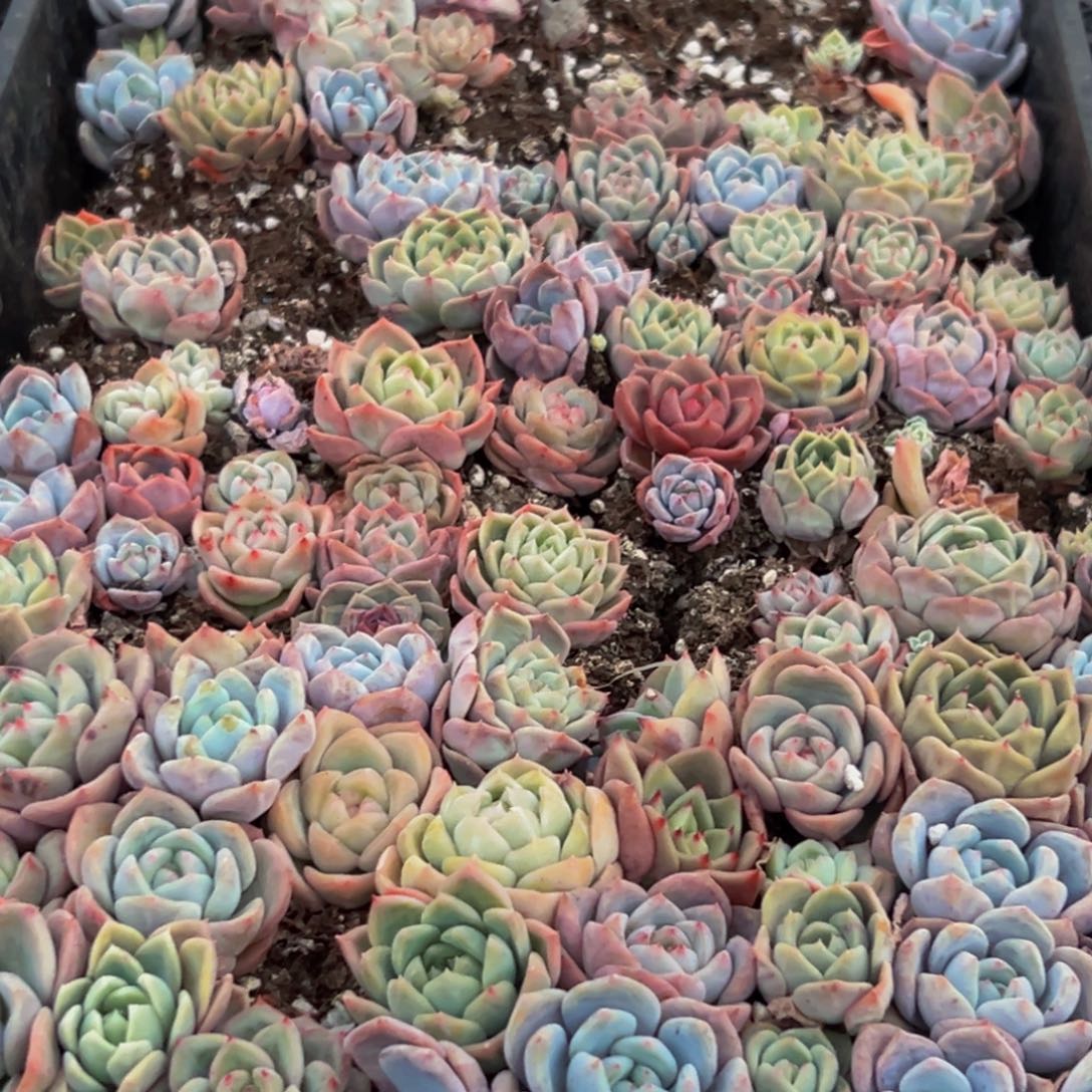 374多肉葡萄的味道是真的