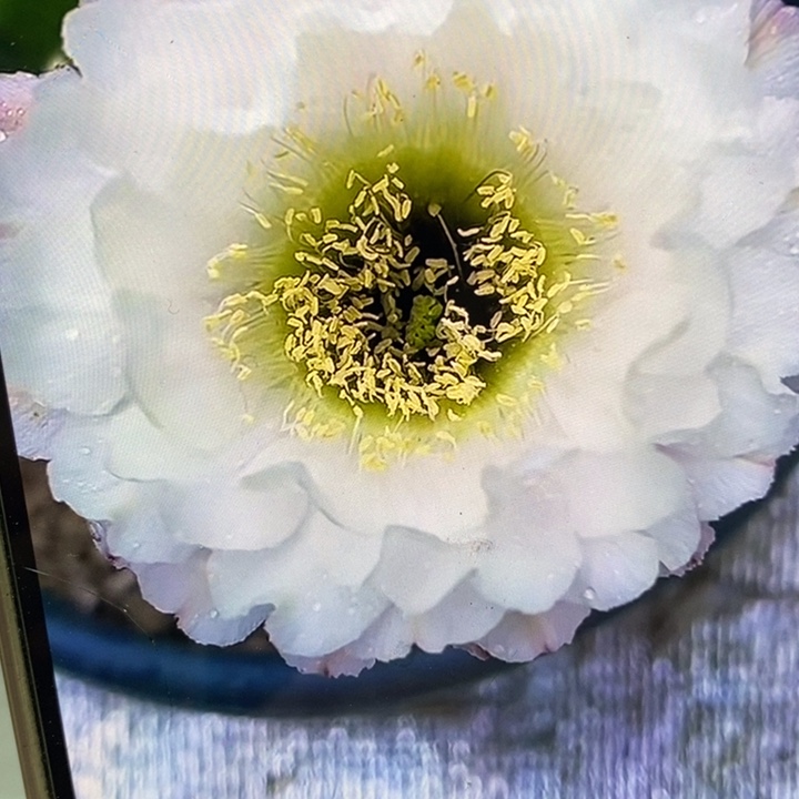 彩草黑美人带根4.5公分左右木质化