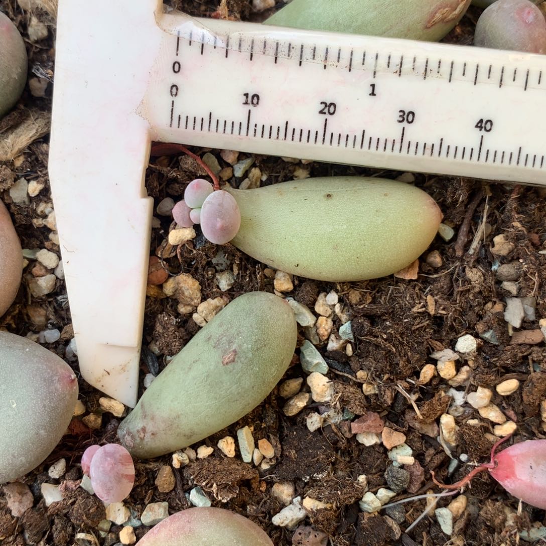 黄米可奶 不凑满28元发一片叶 不售后 到付