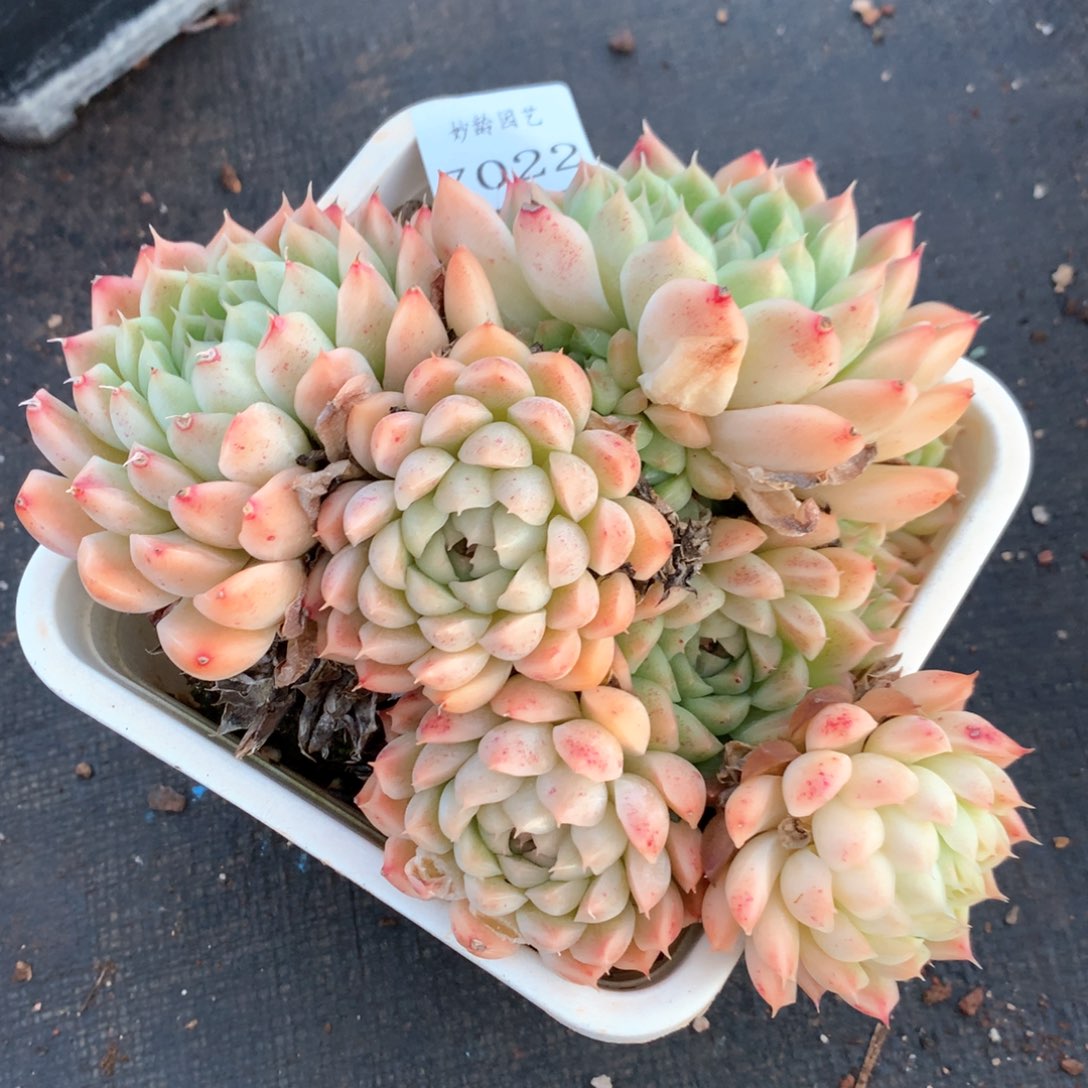 7022不包整散掉头特价处理