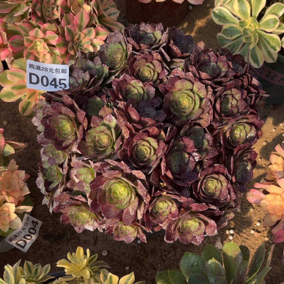 045多肉植物黑魔