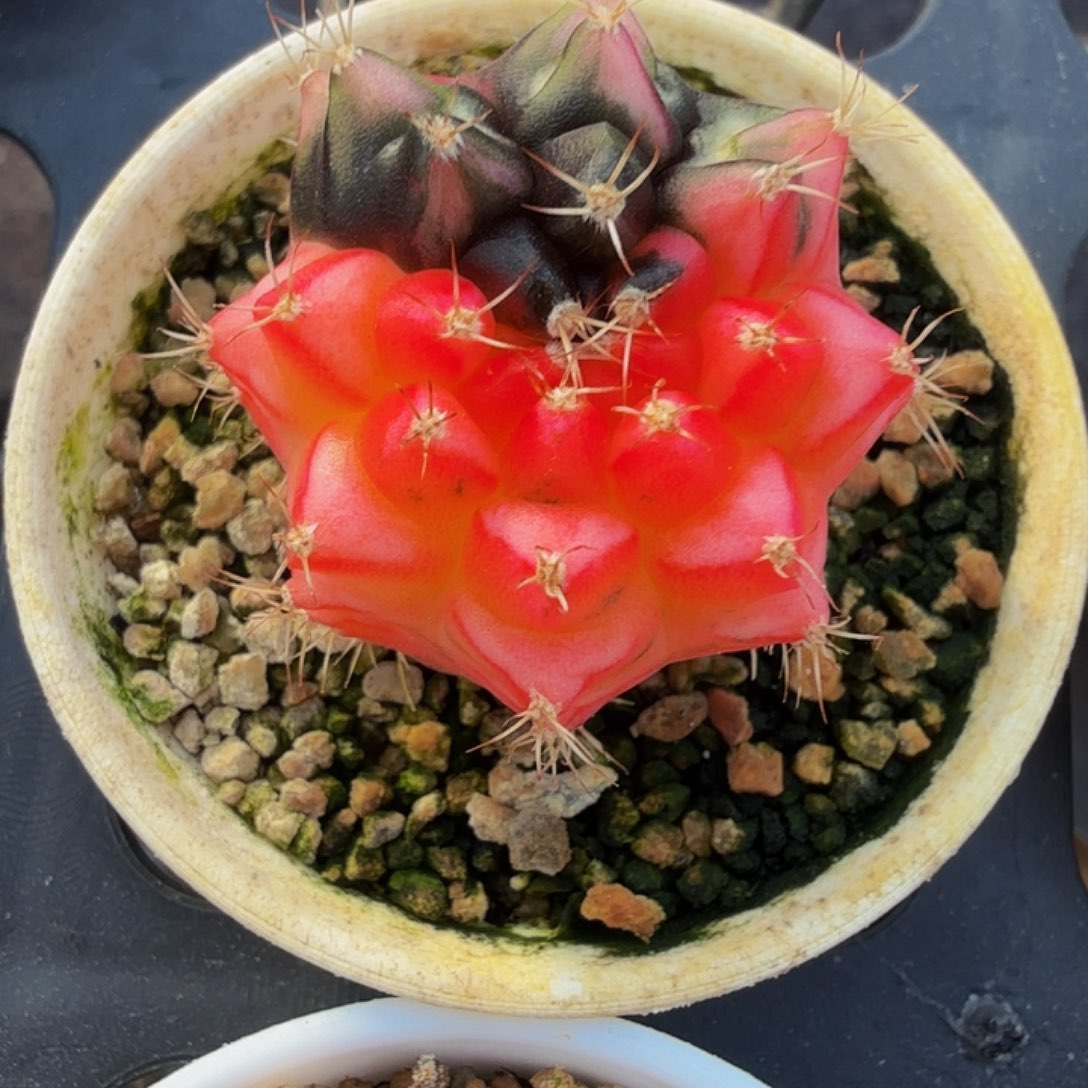 当前无花朵，栽培后可花朵