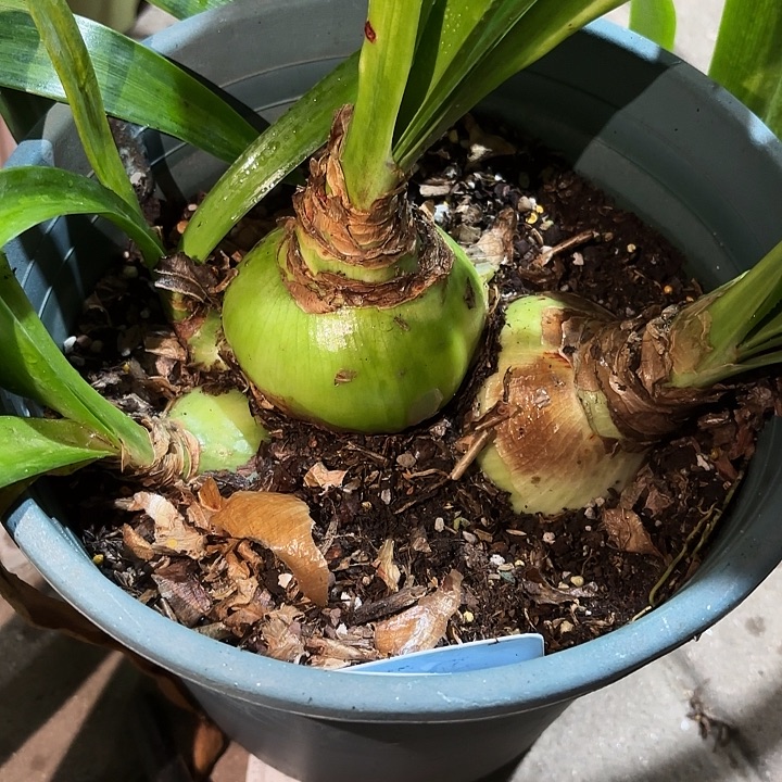 无花朵朱顶红羲和8+7+2侧