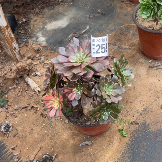 255烟花法师不包断枝