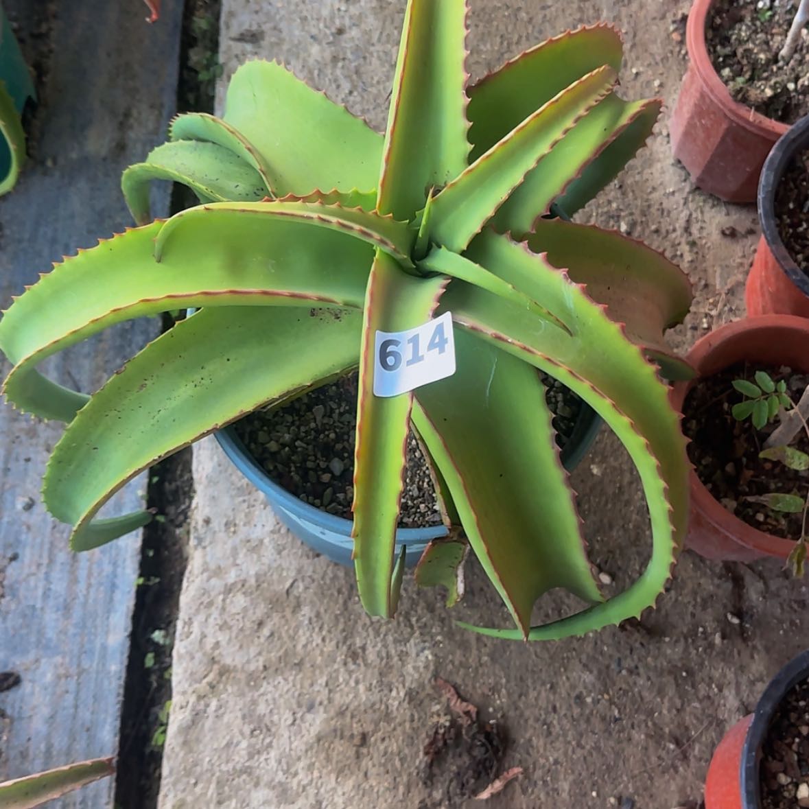 【闪购商品】和****怀块根植物