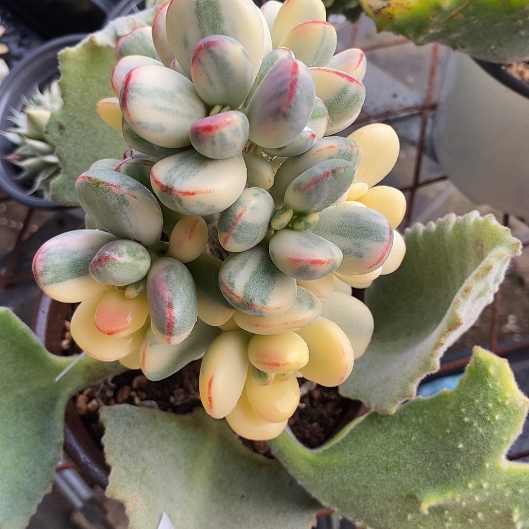 1199福娘锦自然群炸多肉植物