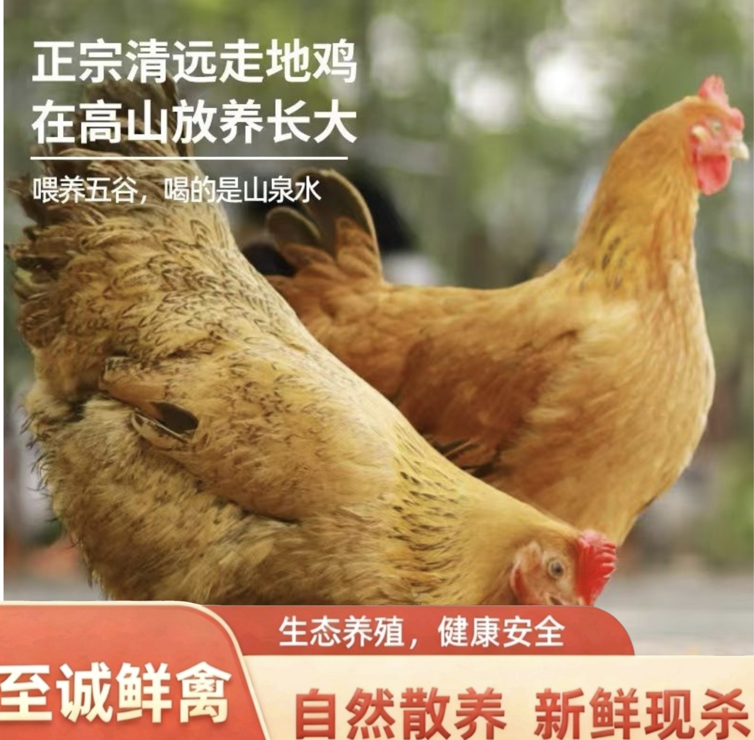 【老顾客回购】清远鸡 散养肉嫩1只2.5斤以上现宰现发 包冰率不含冰