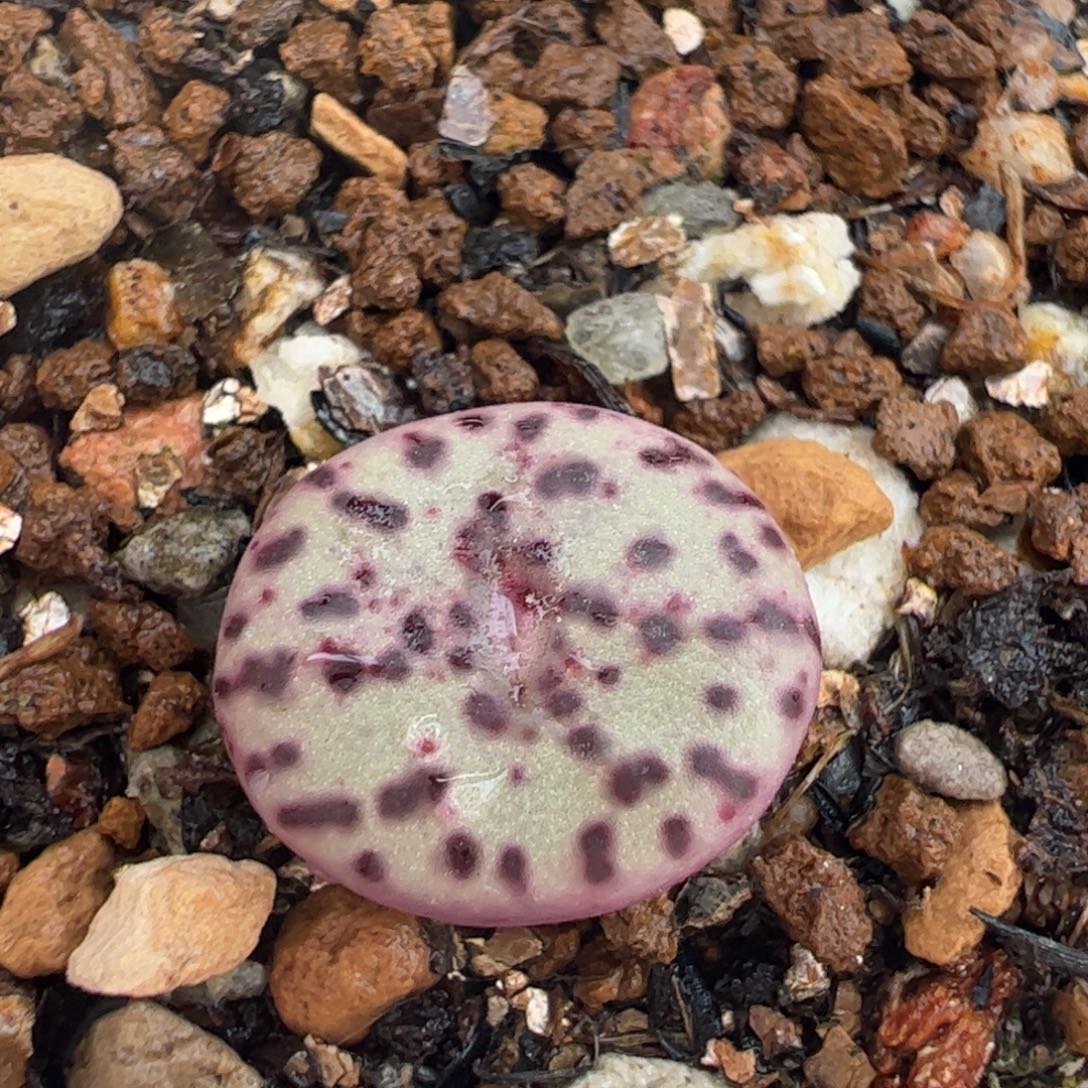 安贞多肉植物百科