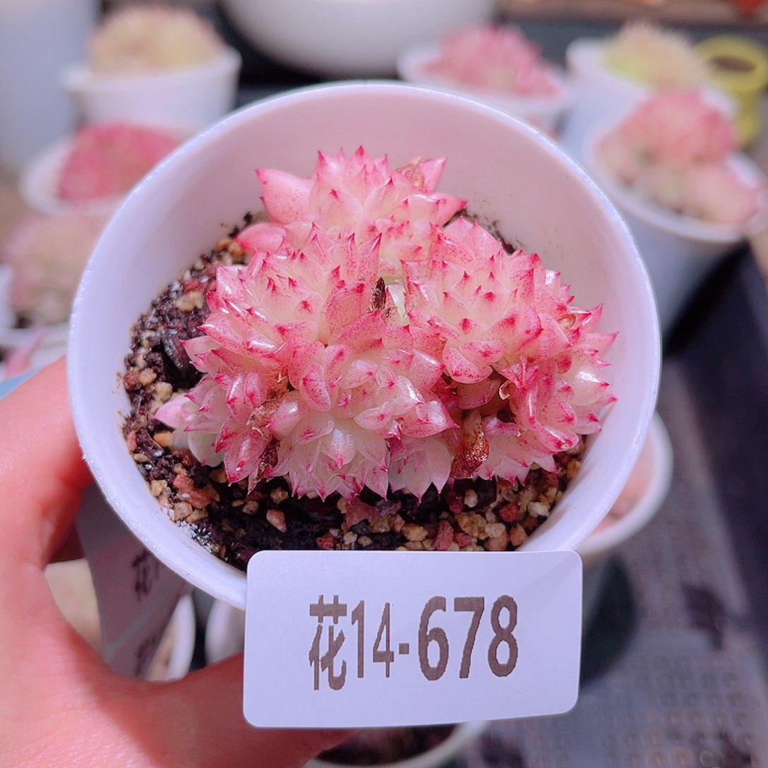 花利美14-678麦秆