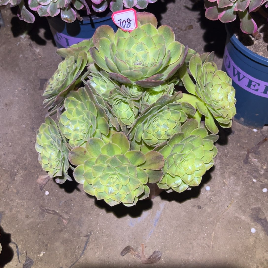 708多肉植物雨荷法师