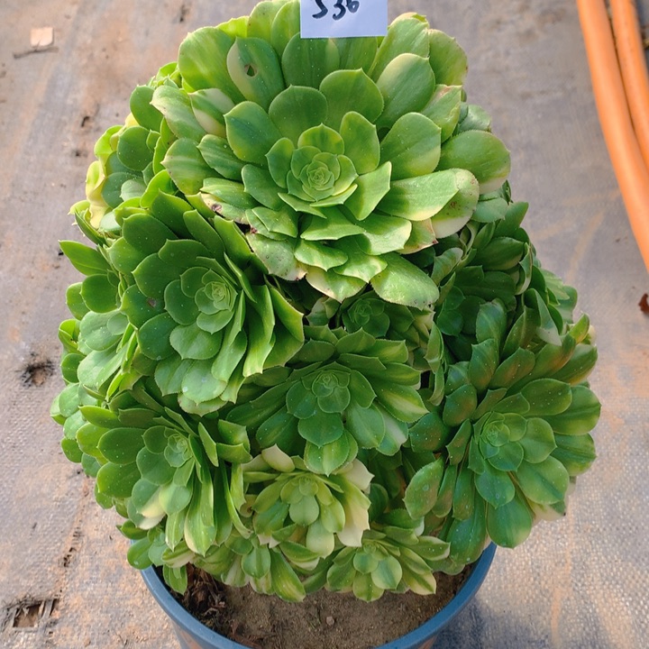 536五彩琉璃捧花朵朵