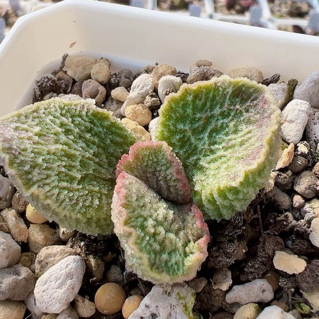 L-019实生水泡 出叶片。