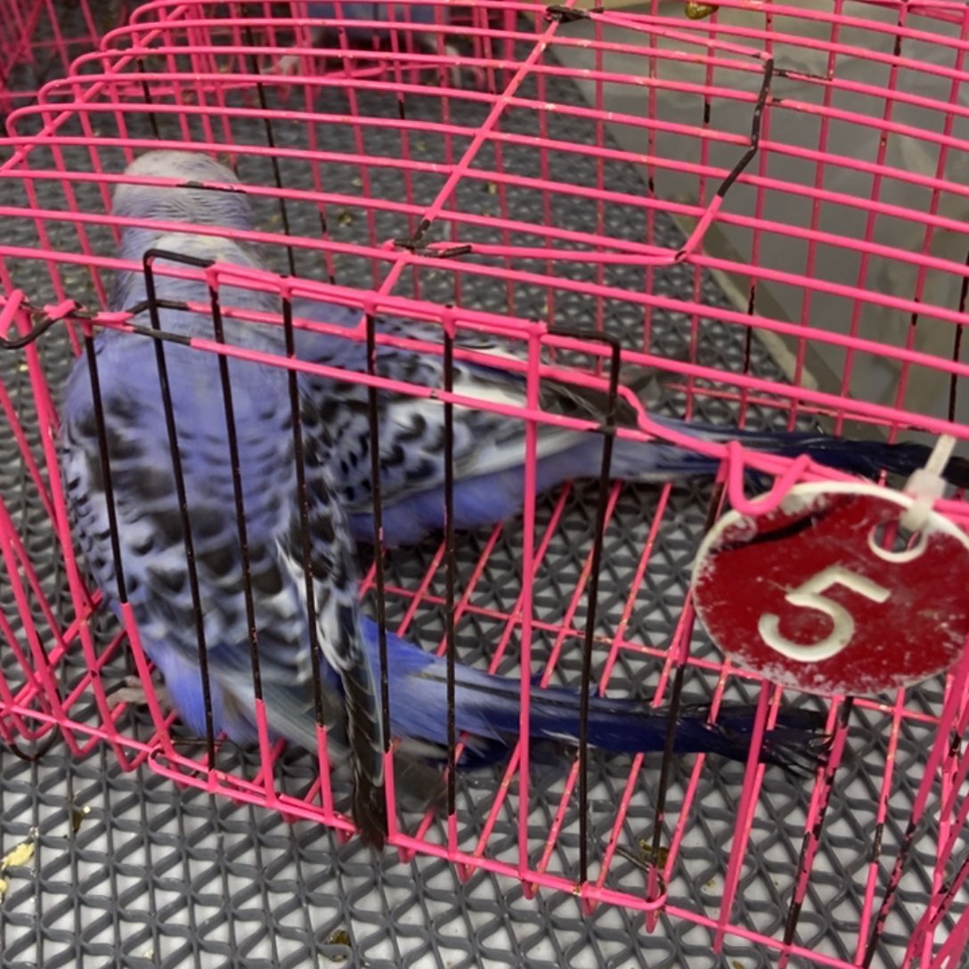 猫***哩虎皮鹦鹉特价虎皮