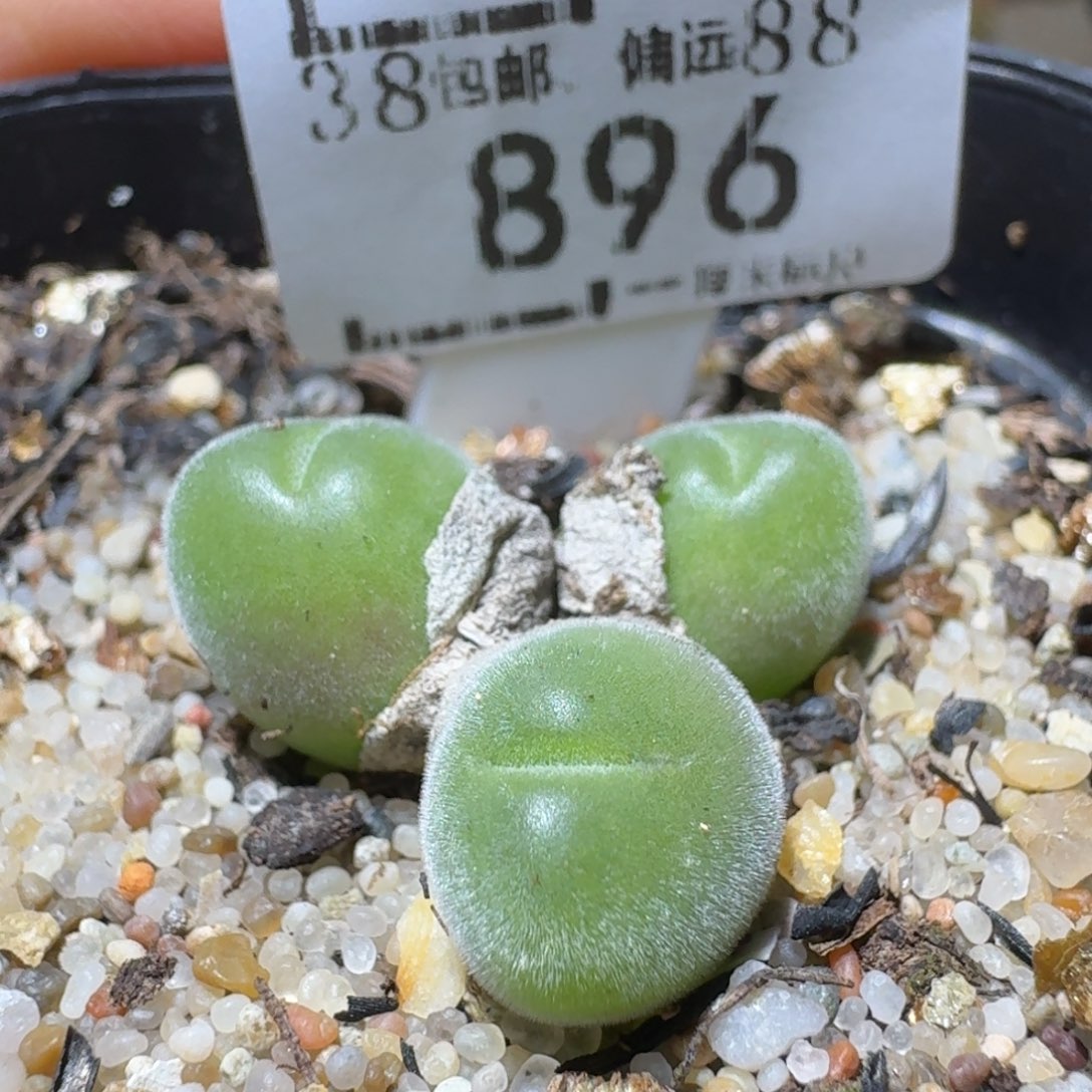 Sss精品便宜了896