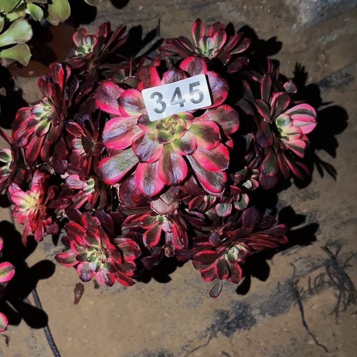 345火烧云多肉植物