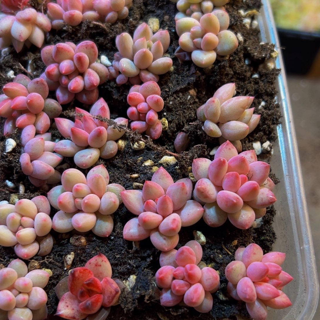 642多肉菜的做法和方法