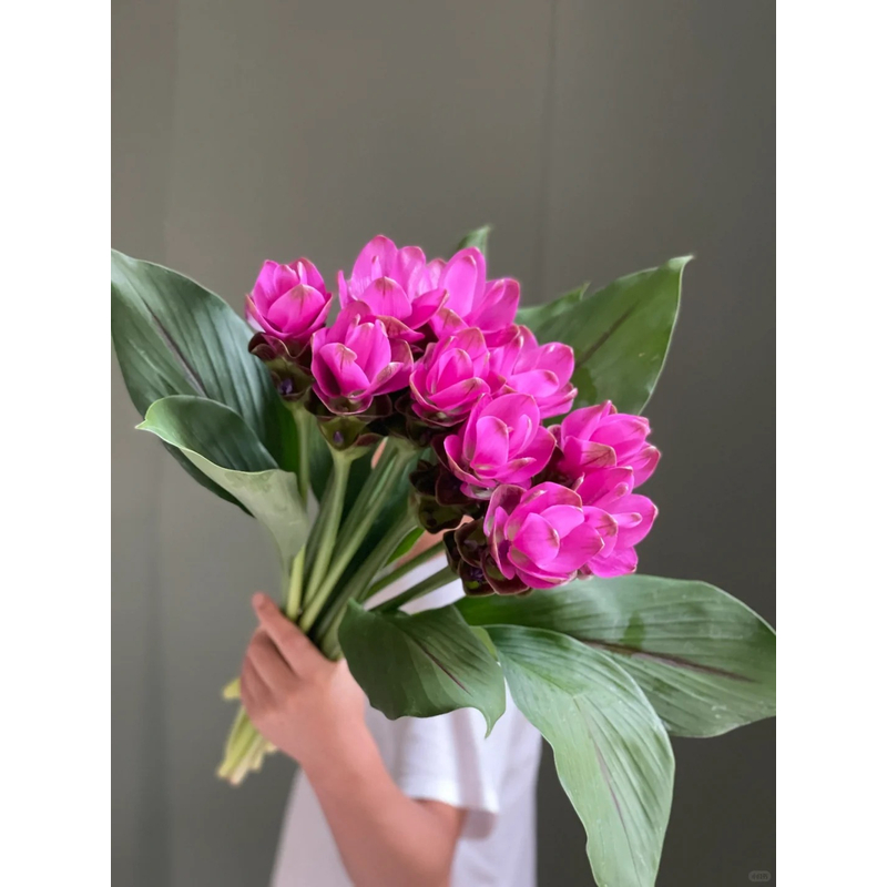 【姜荷花】 一单包邮 云南鲜花昆明基地现采现发