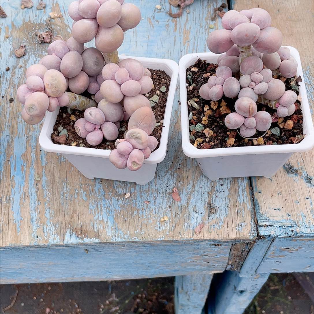 J****沫多肉老桩漂亮