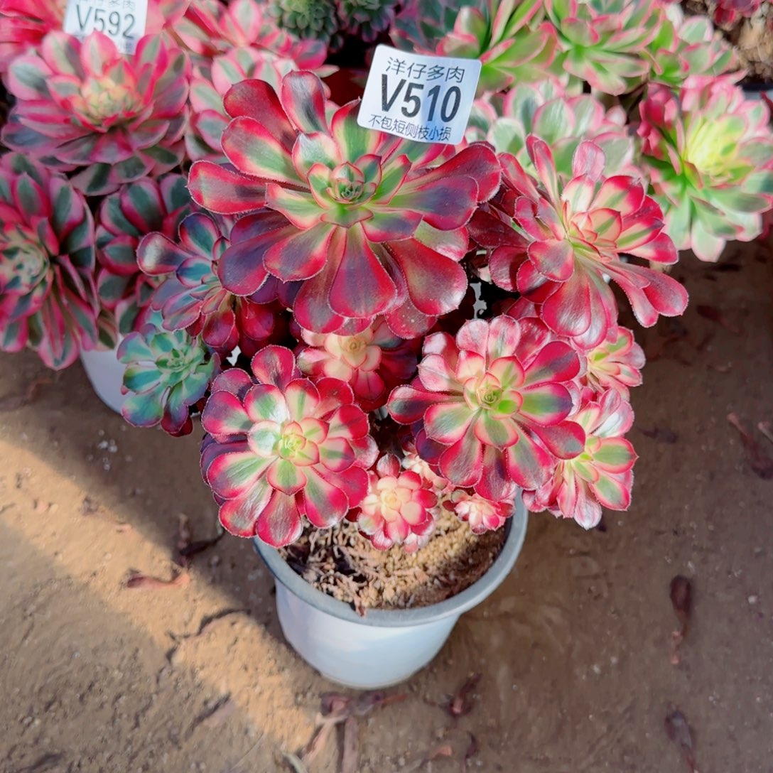 花蝴蝶法师510冠幅20