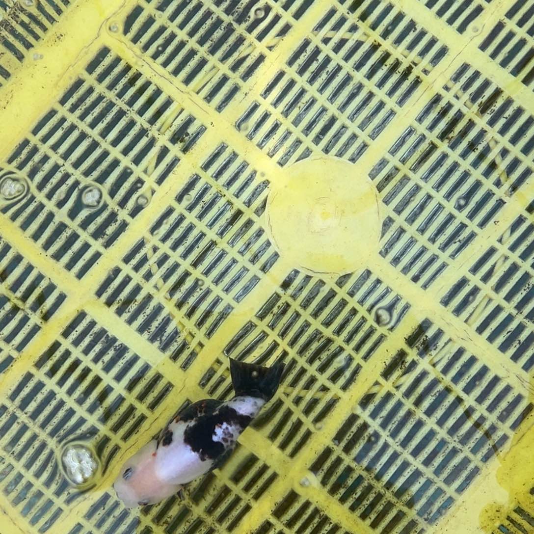 金鱼111111111111111111111？来