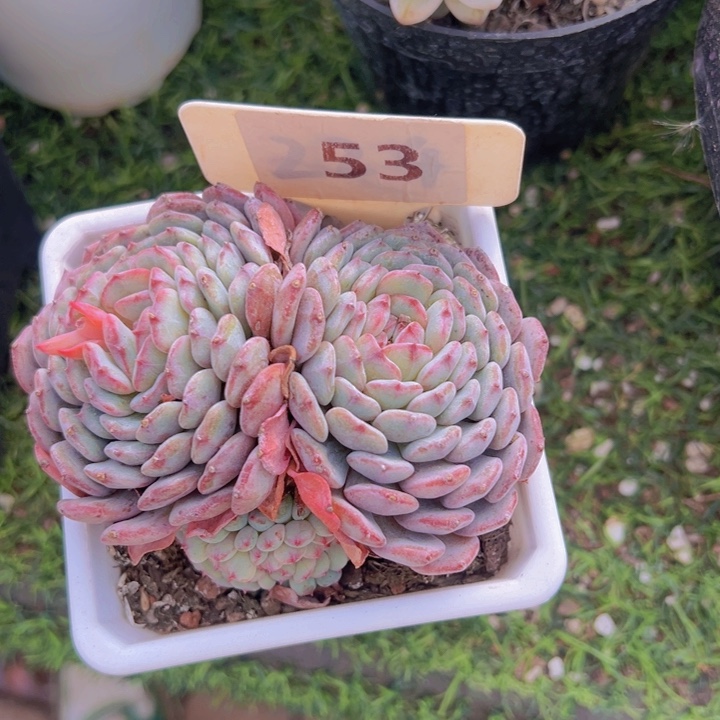 健健康康平平安安