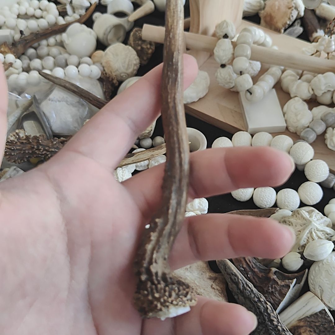 鹿角精品小角颜色特别好万里挑一