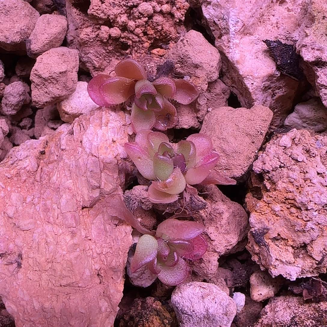 ****儿无花朵专拍捕虫堇