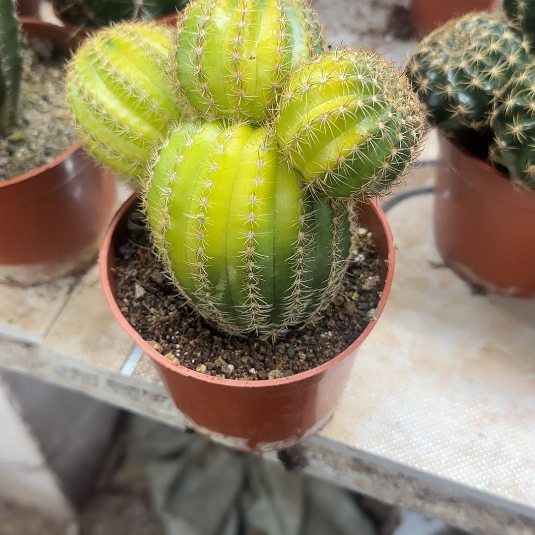 B****?花花花花花花花花花花花