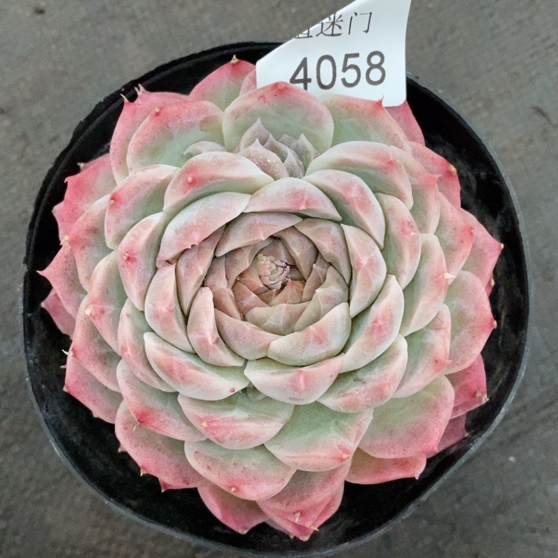 王**王杂交精品多肉4058