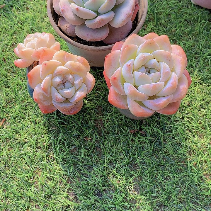 阿***朵一物一拍，冰玉和星影