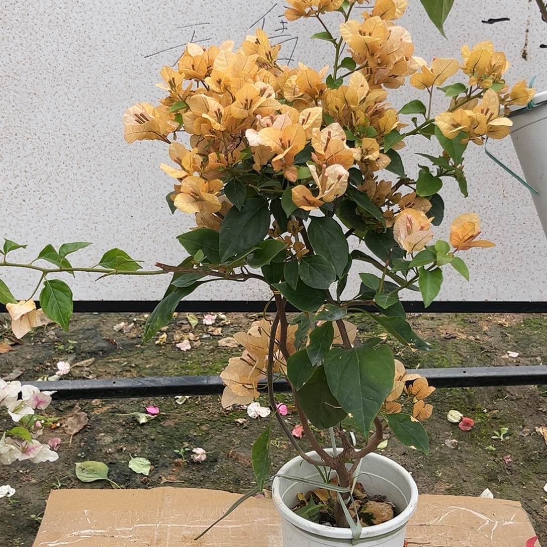 无花朵三角梅盲盒