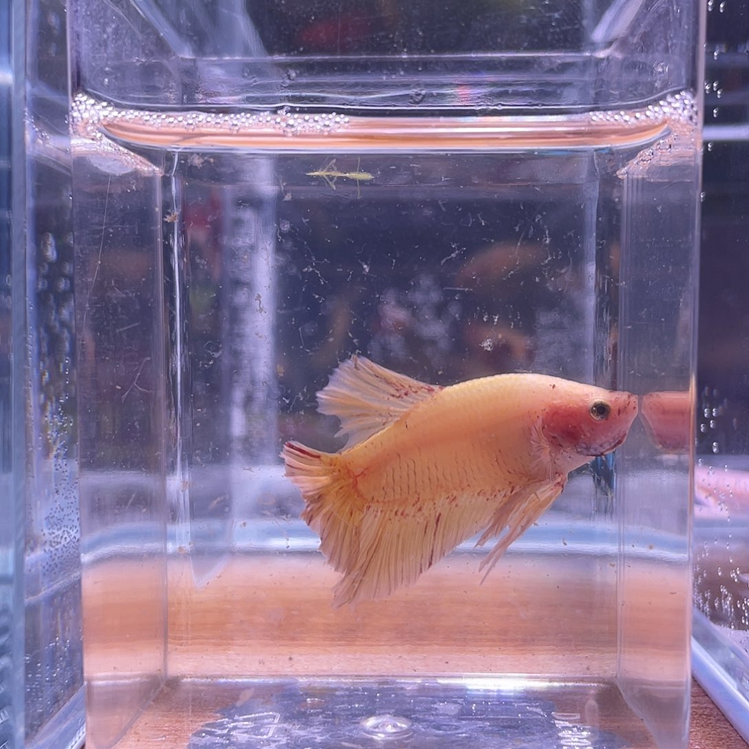 斗鱼可博泰斗092101