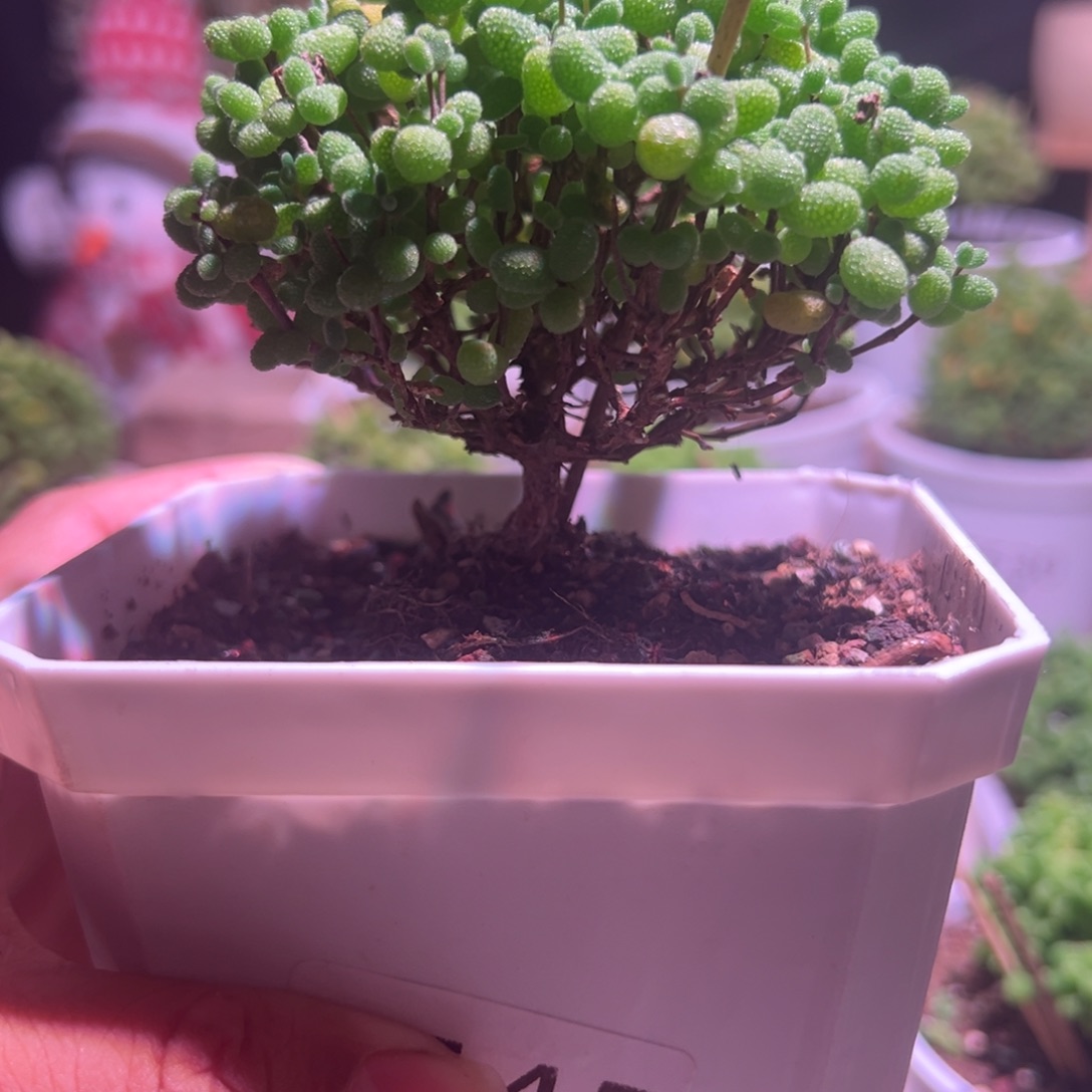 545金桔带盆发货一物一拍