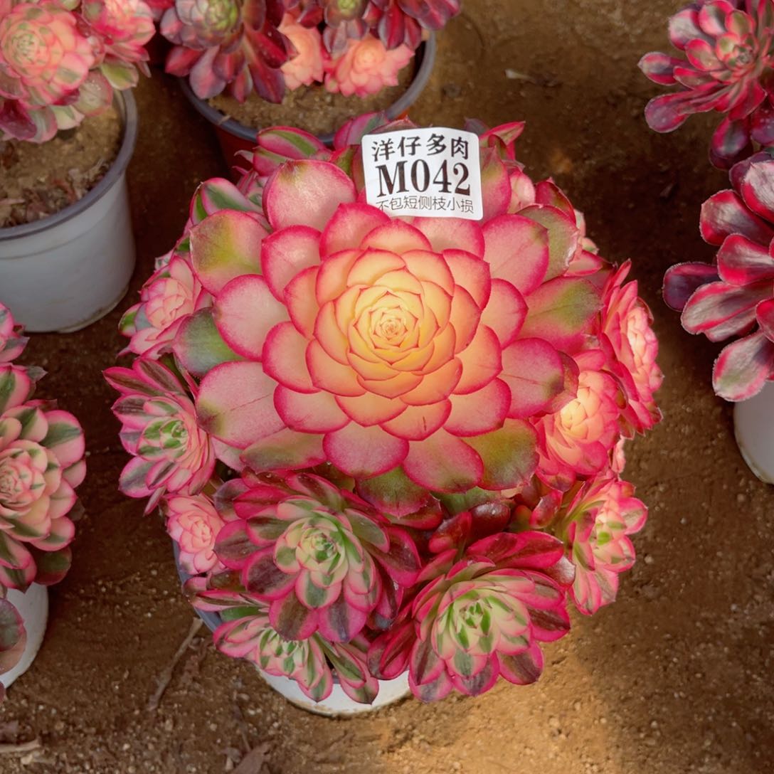 042荔枝 修枝特价 冠幅25左右