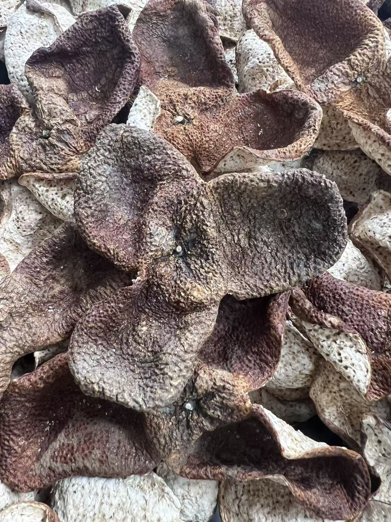 （收藏级）2021年南坦原枝狗腩皮