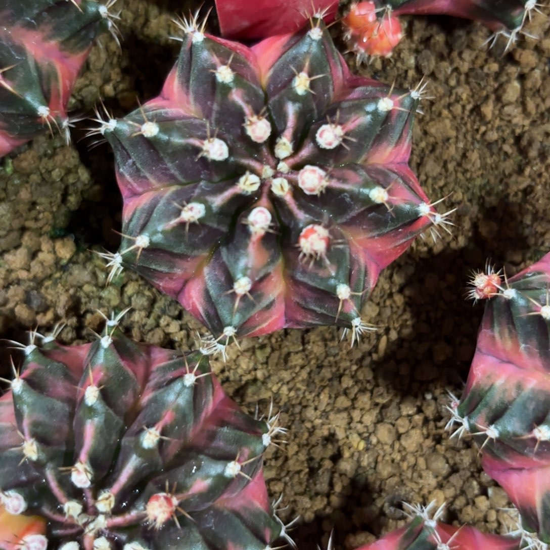 119-1223泰国发货多肉